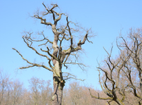 國(guó)外的天空